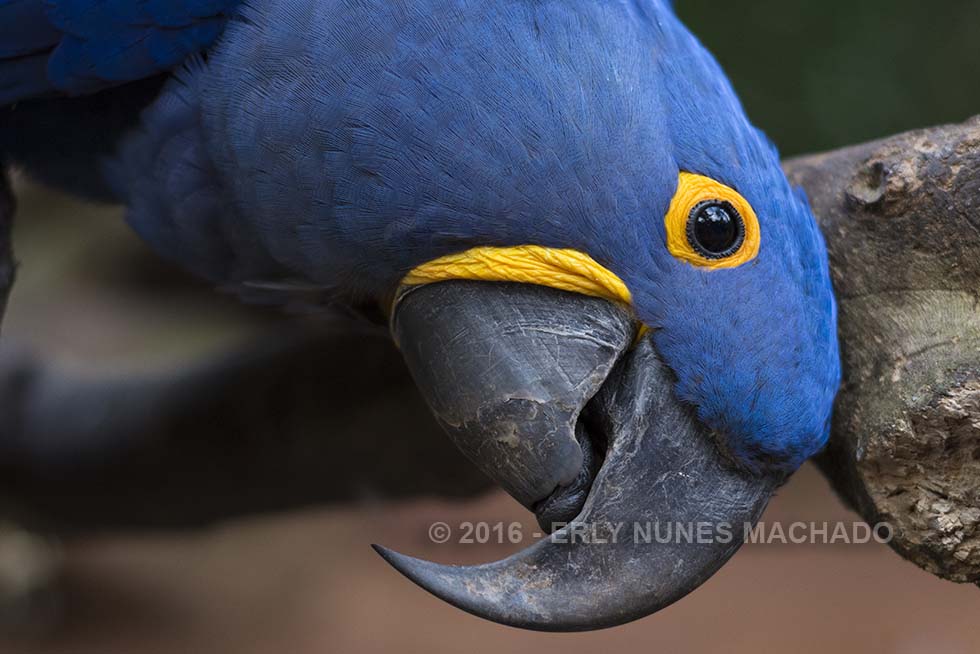 Parque das Aves, Foz do Iguaçu - Paraná