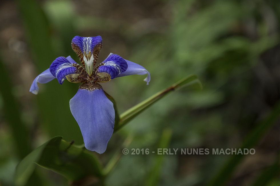 Flower, Guarapari - Espírito Santo