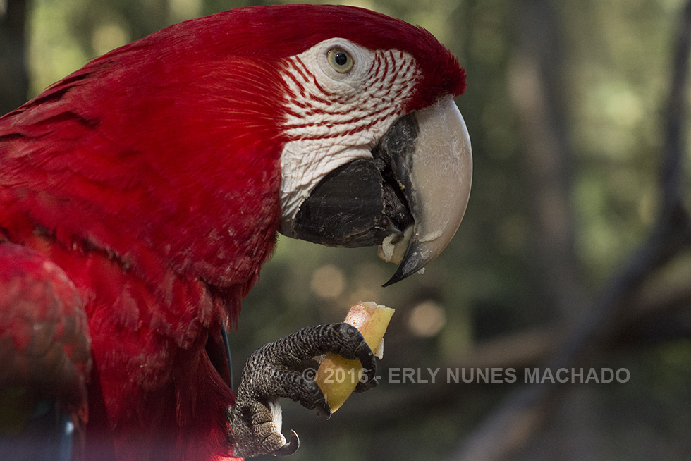 Parque das Aves, Foz do Iguaçu - Paraná