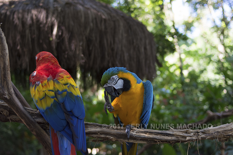 Parque das Aves, Foz do Iguaçu - Paraná