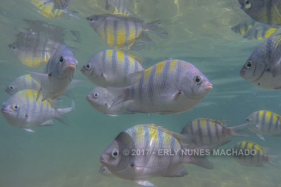 Piscinas Naturais de Morro de São Paulo, Cairu - Bahia