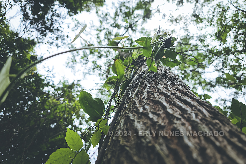 Pedal pelo interior de Anchieta - Espírito Santo