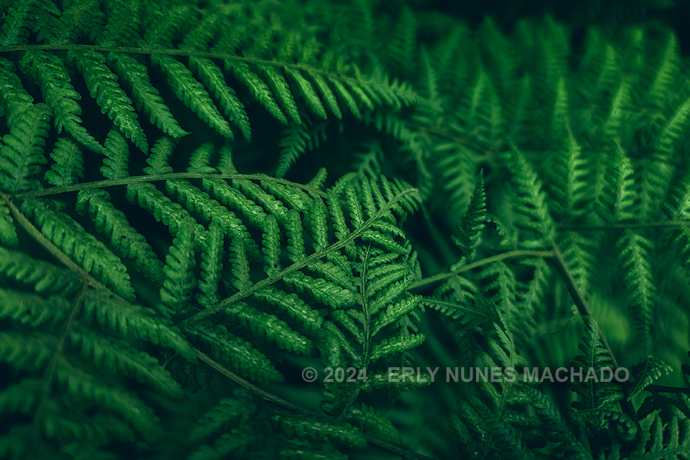 Green, Anchieta - Espírito Santo